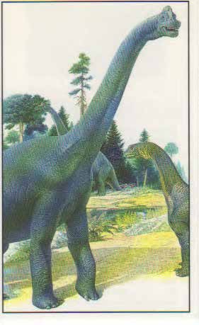 Brachiosaurus