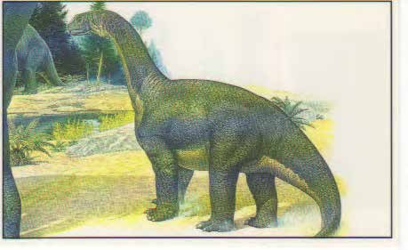 Camarasaurus