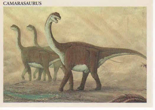 Camarasaurus