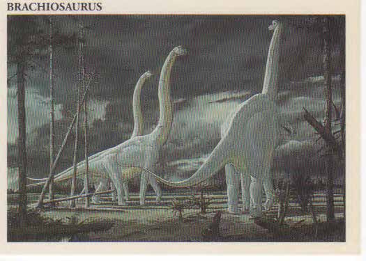 Brachiosaurus