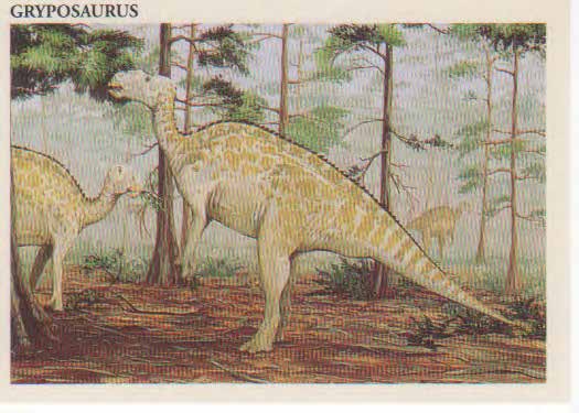 Gryposaurus