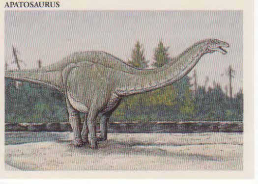 Apatosaurus