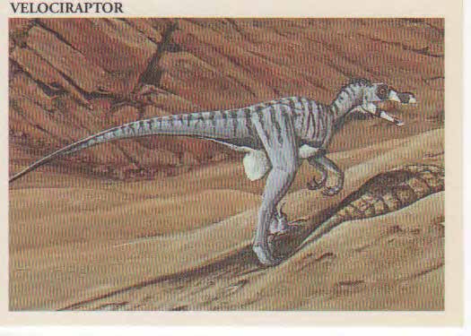 Velociraptor