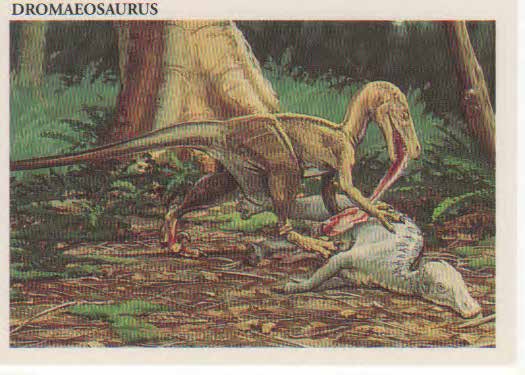 Dromaeosaurus