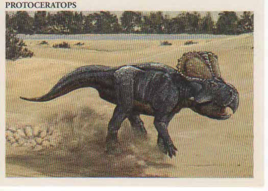 Protoceratops