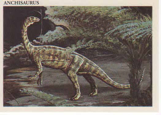 Anchisaurus