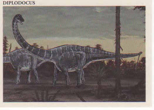 Diplodocus