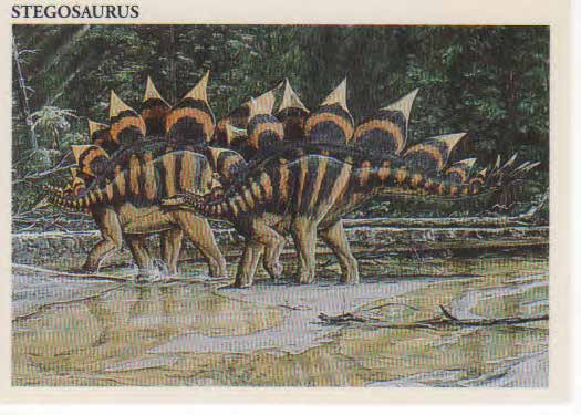 Stegosaurus