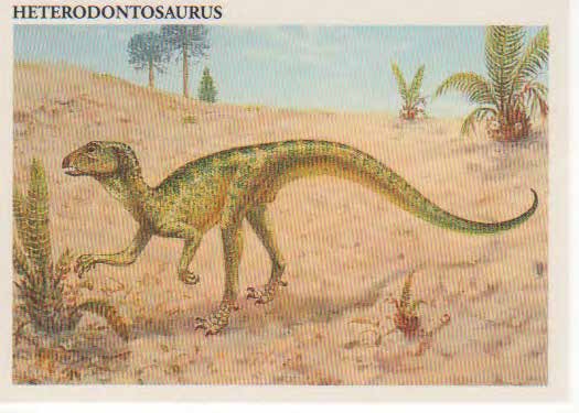 Heterodontosaurus