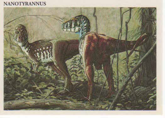 Nanotyrannus