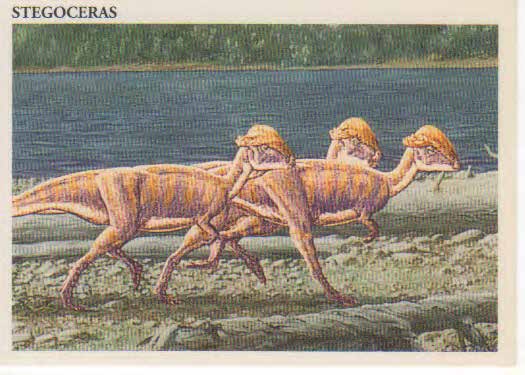 Stegoceras