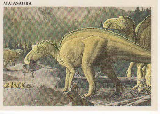 Maiasaura