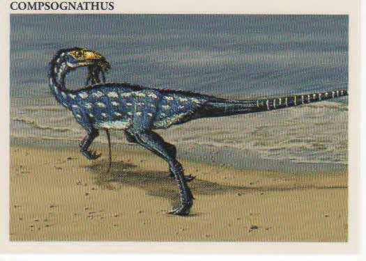 Compsognathus