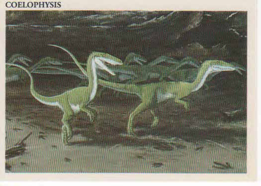 Coelophysis