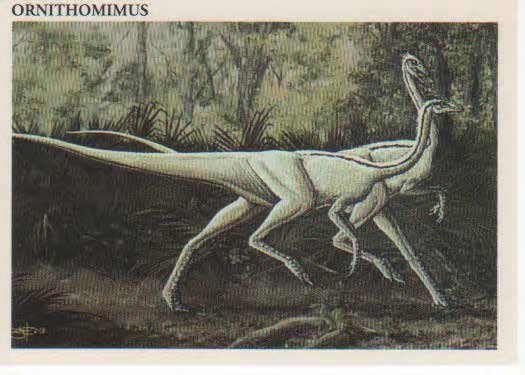 Ornithomimus