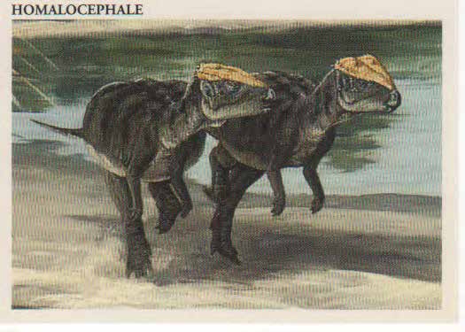 Homalocephale