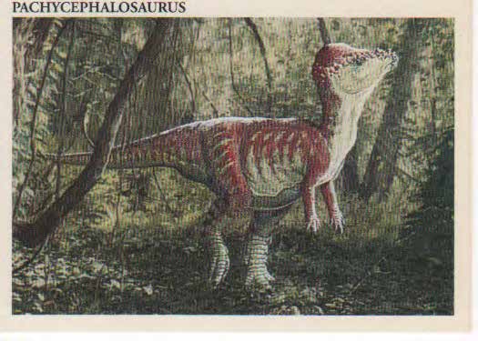 Pachycephalosaurus